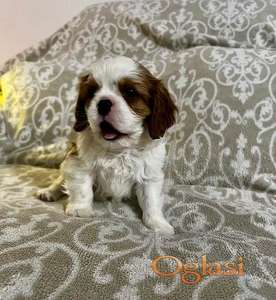 Kavalijer španijel kralja Čarlsa